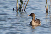 30tokaimg_7_m_thumb.jpg